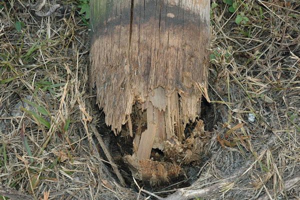 property-pole-rotten