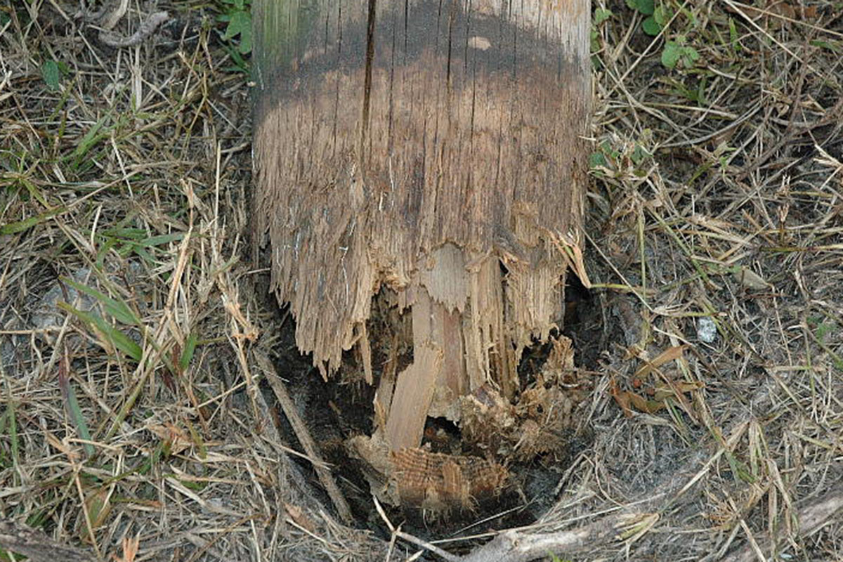 Kernel Rotten Pole Property Poles: Has the Rot set in?